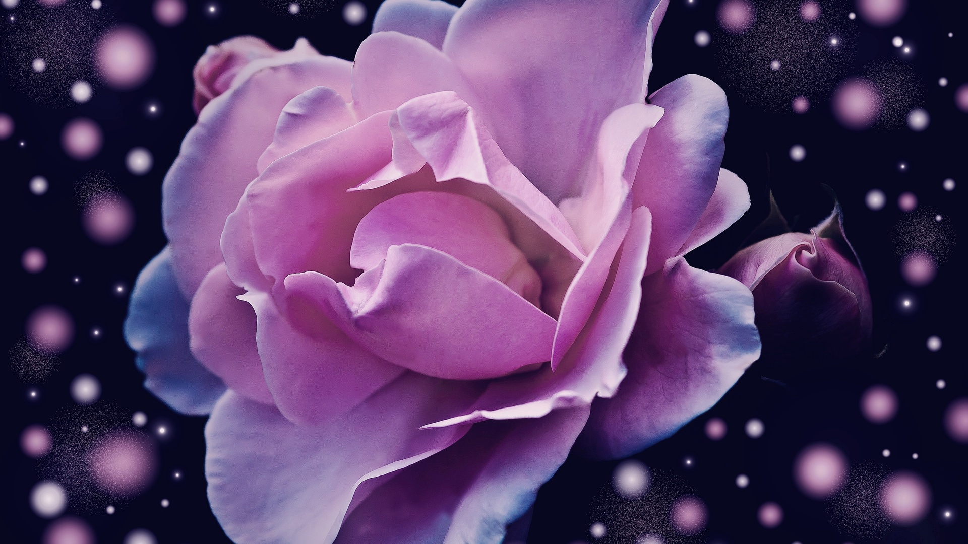缤纷多彩粉红色玫瑰花幻想梦幻4k壁纸壁纸