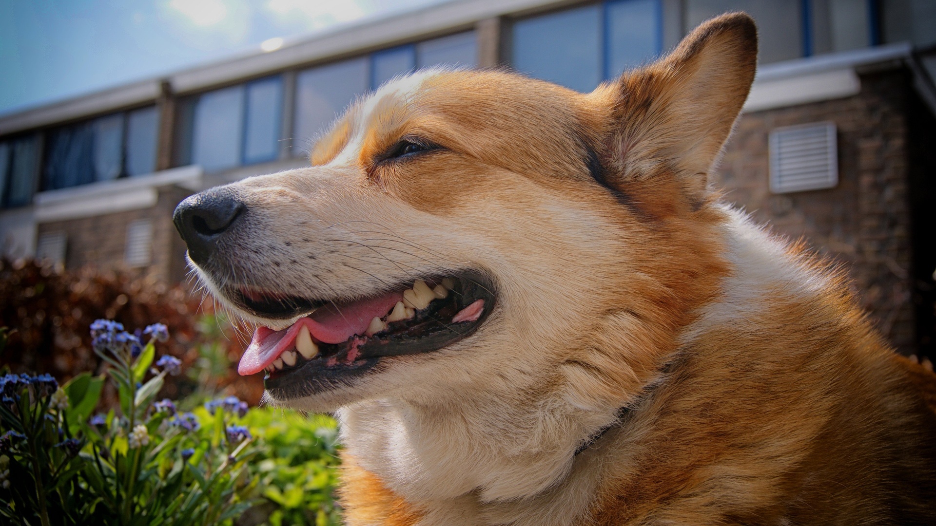 狗汪星人柴犬狗狗萌宠动物壁纸