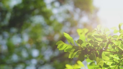 4k夏日夏天阳光下的枫树植物