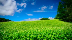 护眼绿色高原风景蓝天白云花草树木唯美绿色自然景观护眼4k