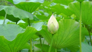 白色荷花池塘荷叶自然景观4k