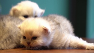 可爱猫咪