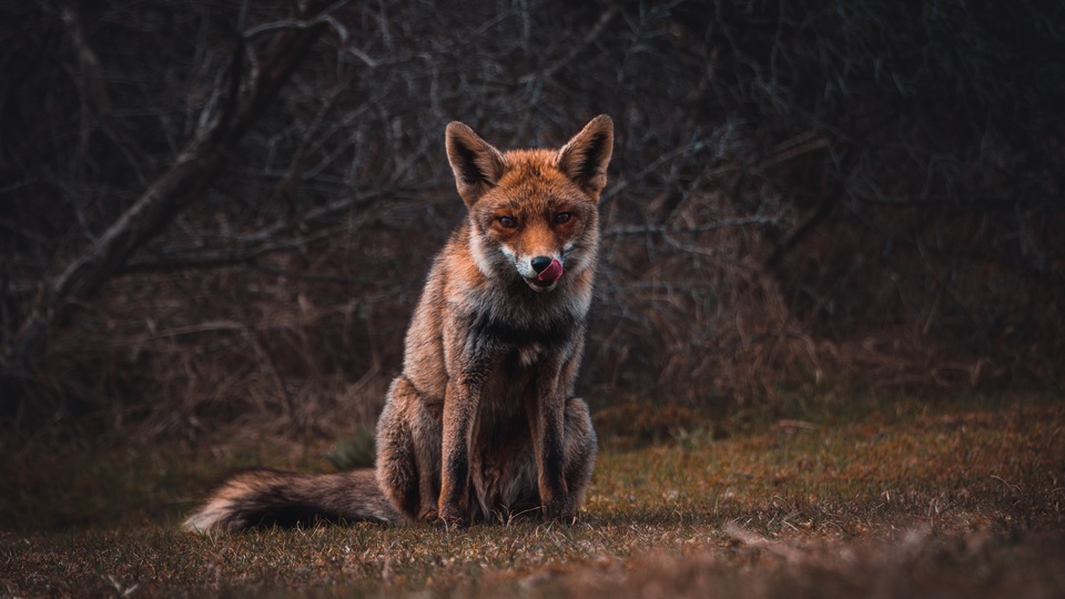 狐狸arcticfox壁纸12