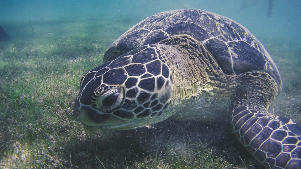 龟 海洋生物壁纸【55】