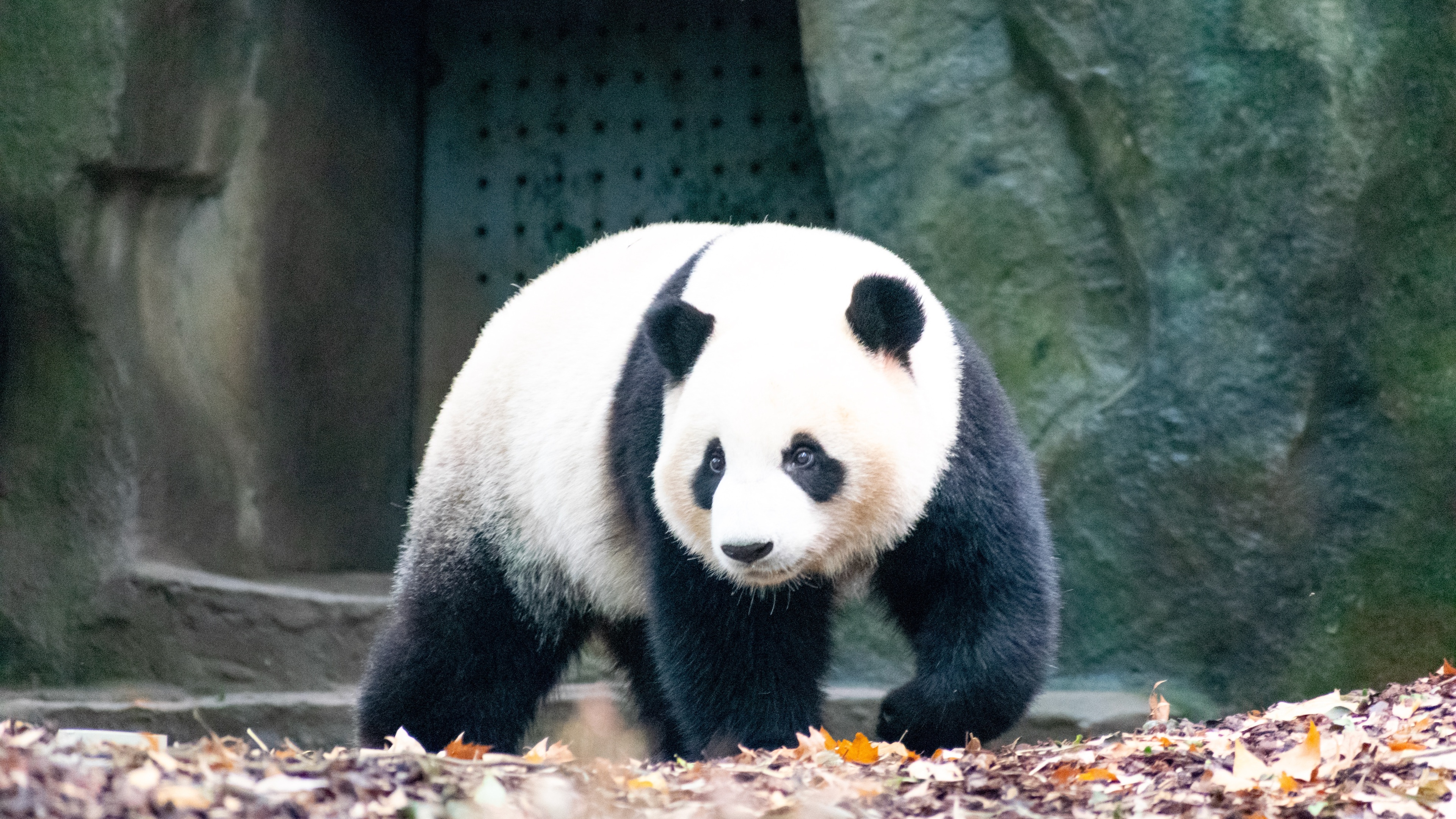 大熊猫的图片大全壁纸图片