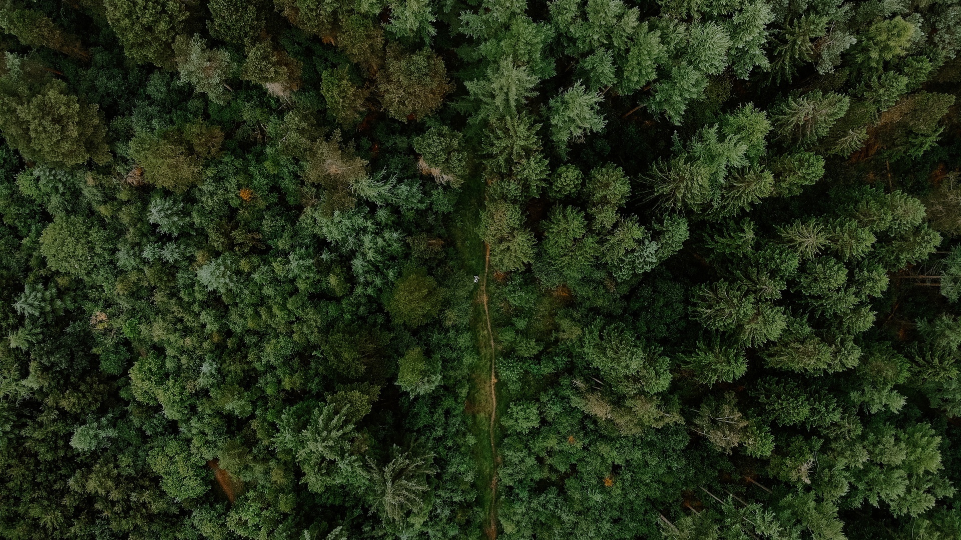 植物 针叶树壁纸【5】