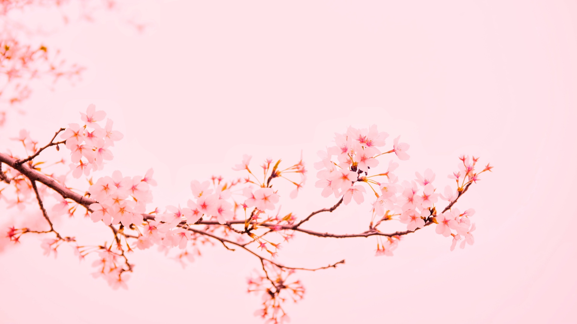 柔粉色樱花枝横向舒展，缀满淡粉花瓣，背景为纯净浅粉色。