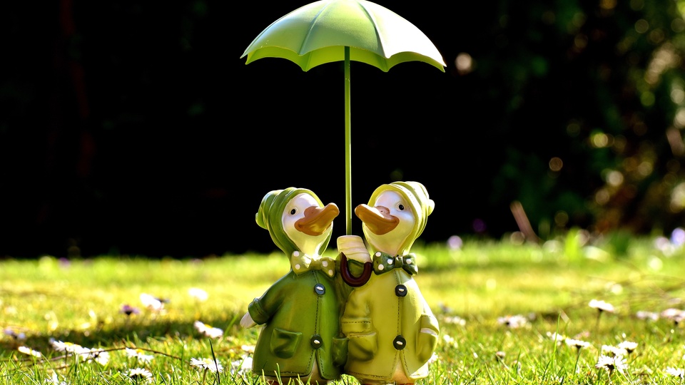 两只鸭子 阳伞 可爱 草地 太阳壁纸