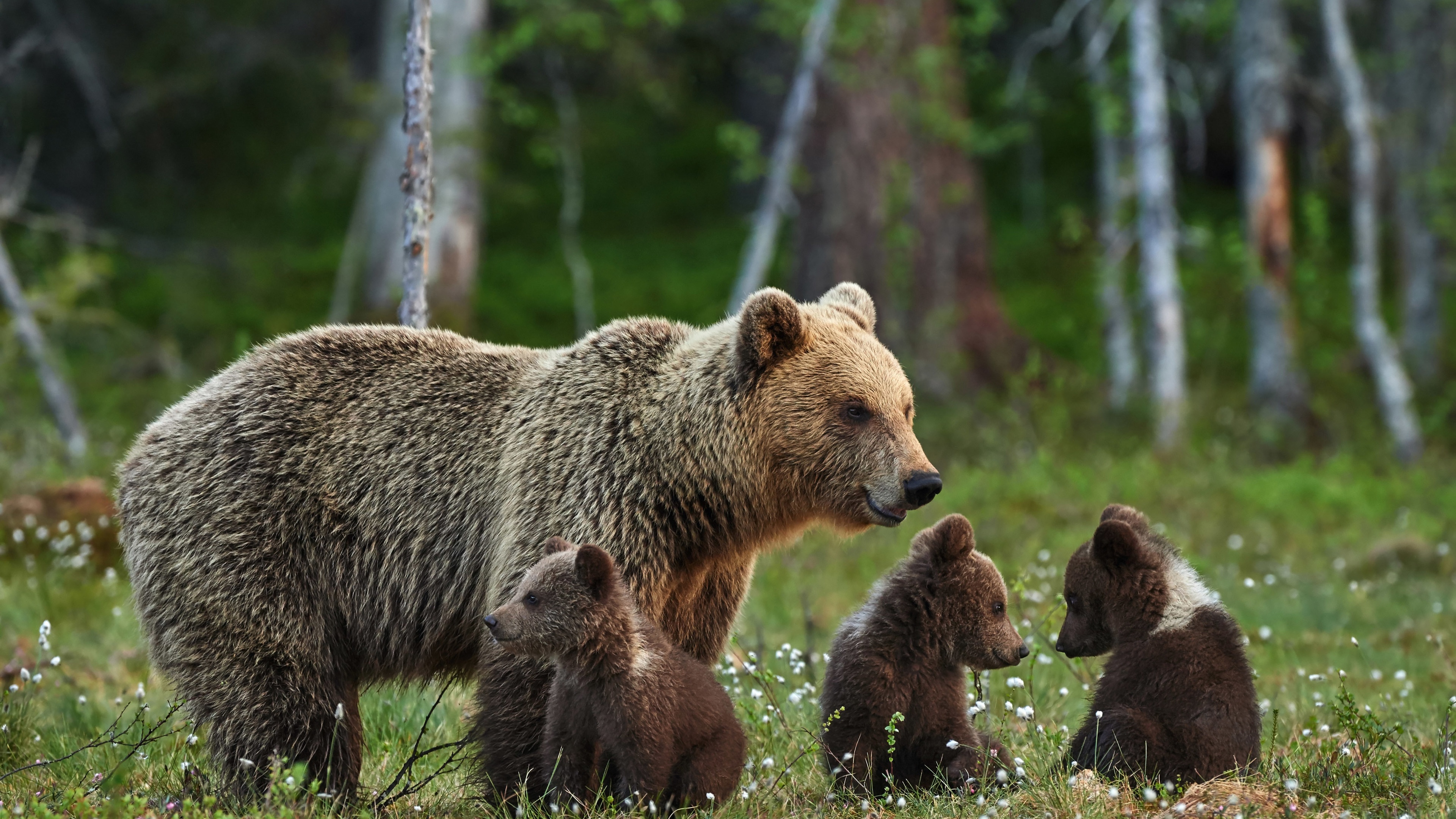 林间空地可爱棕色熊妈妈和熊孩子们图片壁纸