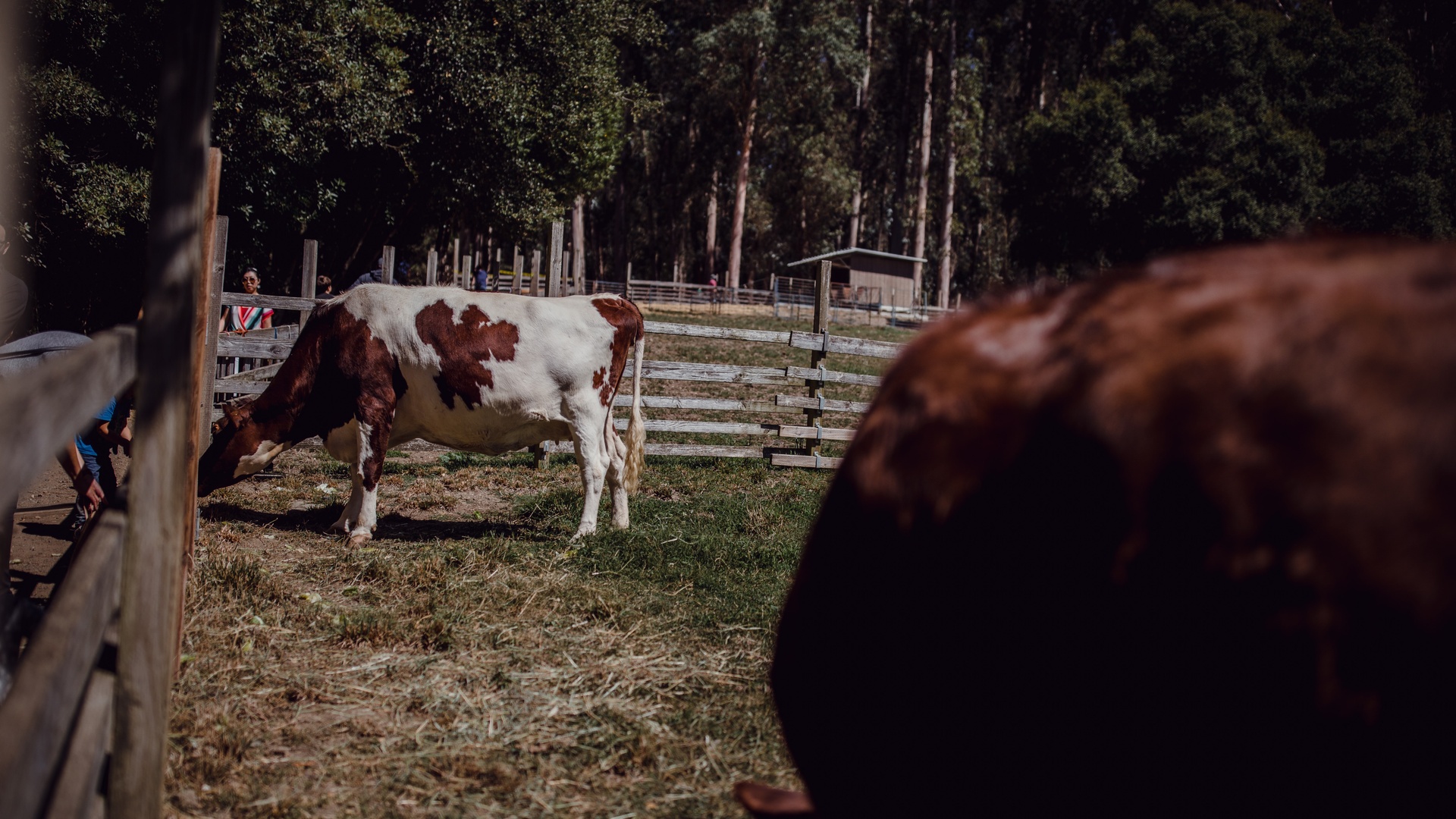海量壁纸一键设置尺寸:3840x2160体积:3mb上传时间:2021-12-21壁纸