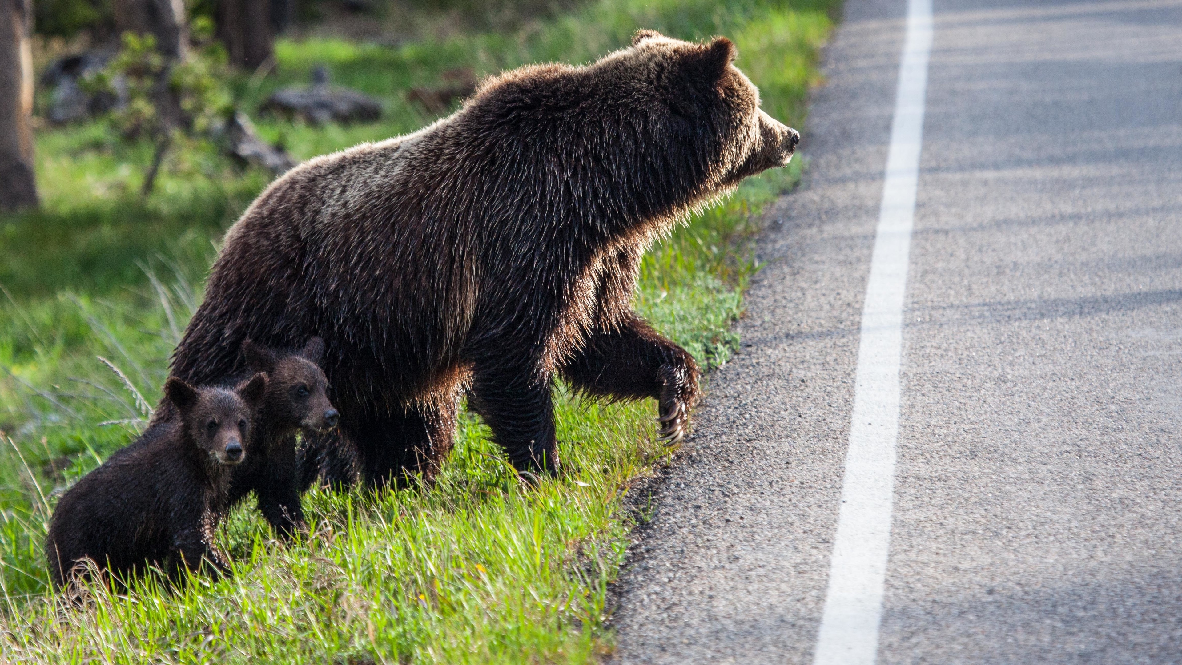 北极熊 妈妈 孩子 路 动物图片壁纸