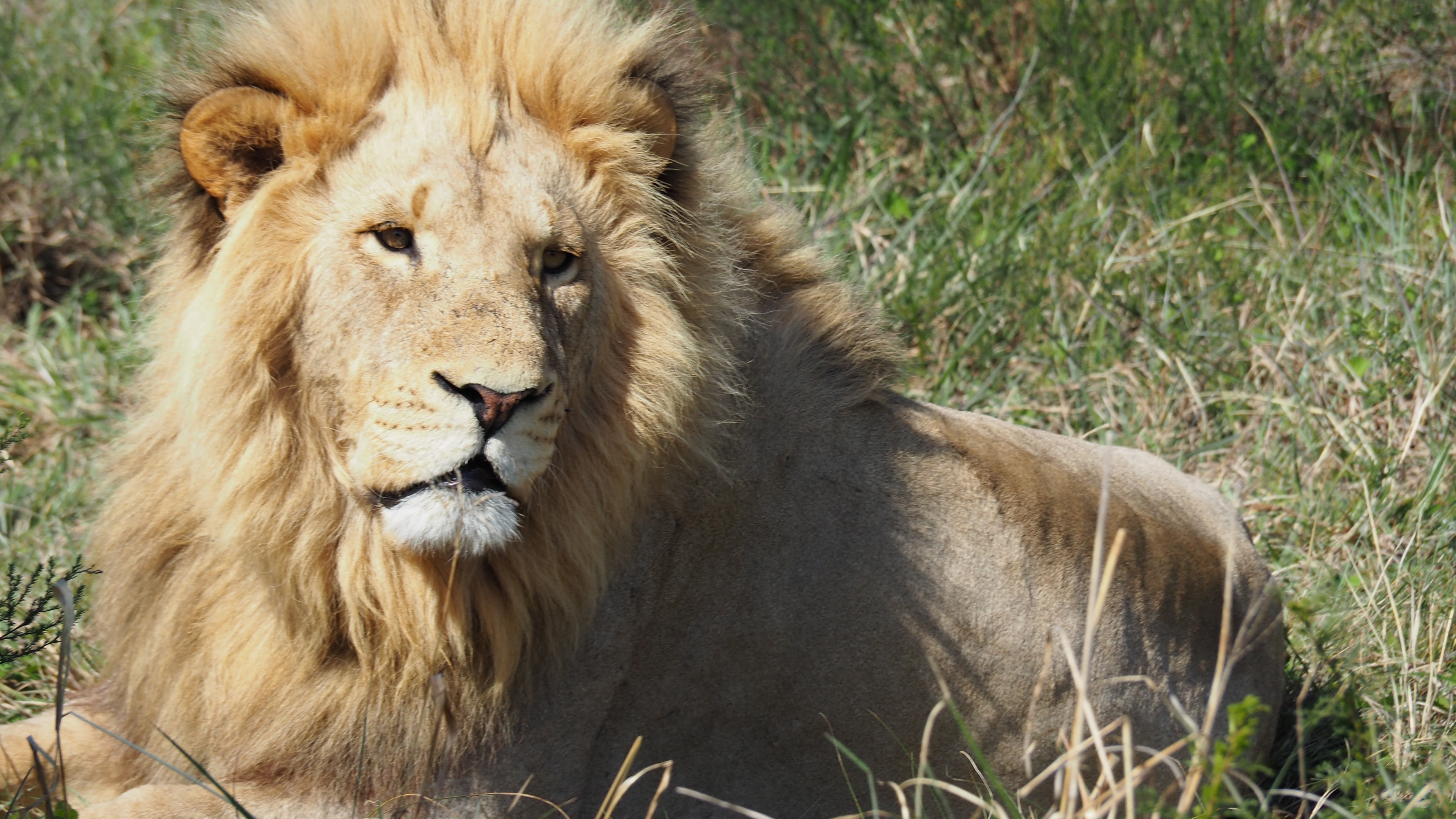 01m上传时间:2020-06-16壁纸标签:狮子4k壁纸封面图狮子壁纸【153】