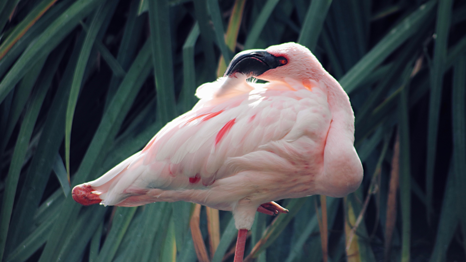 鸟壁纸 651 鸟壁纸图片 桌面壁纸图片 壁纸下载 元气壁纸