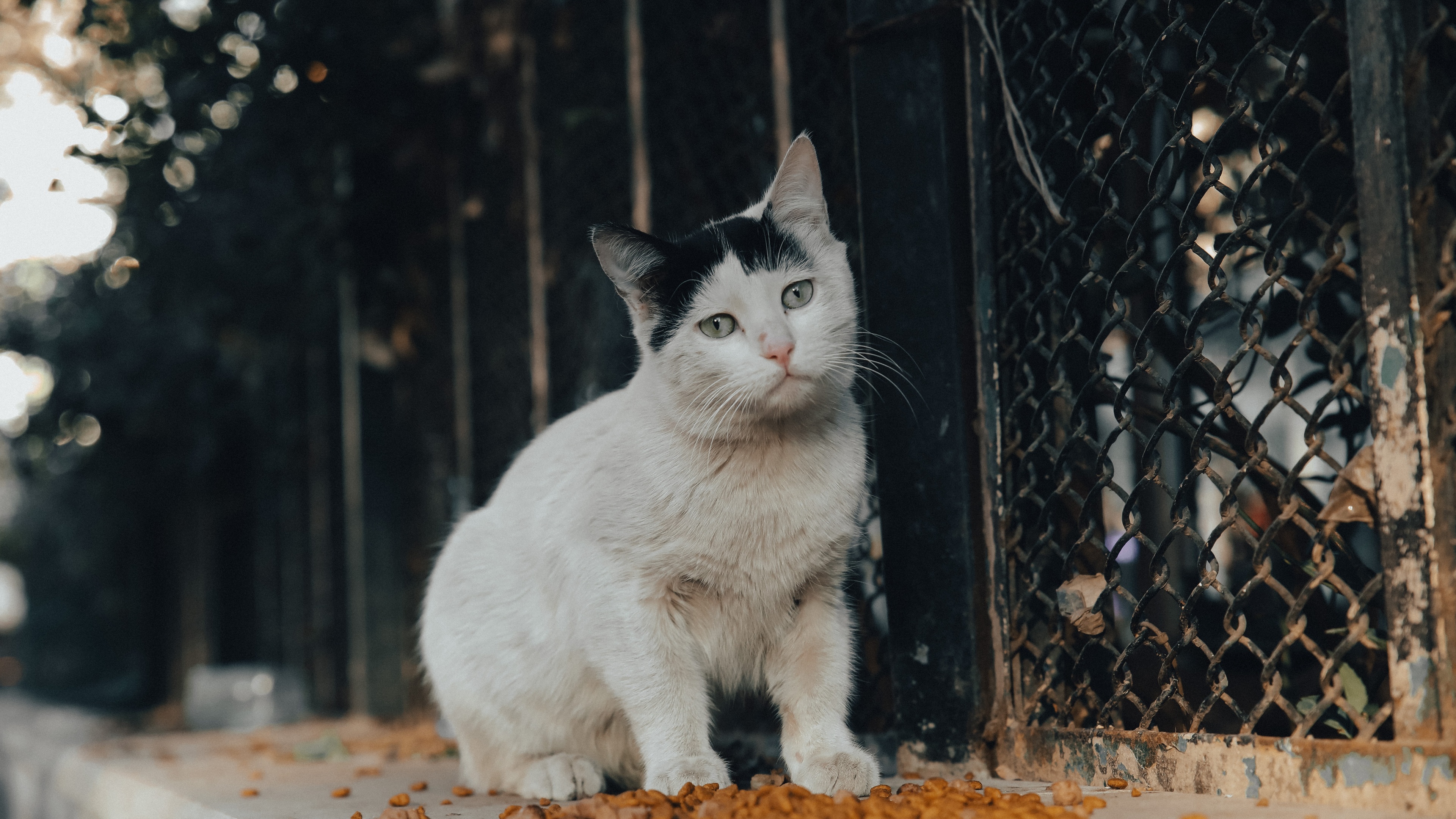 63m上传时间:2020-06-16壁纸标签:猫4k壁纸封面图猫壁纸【1014】壁纸