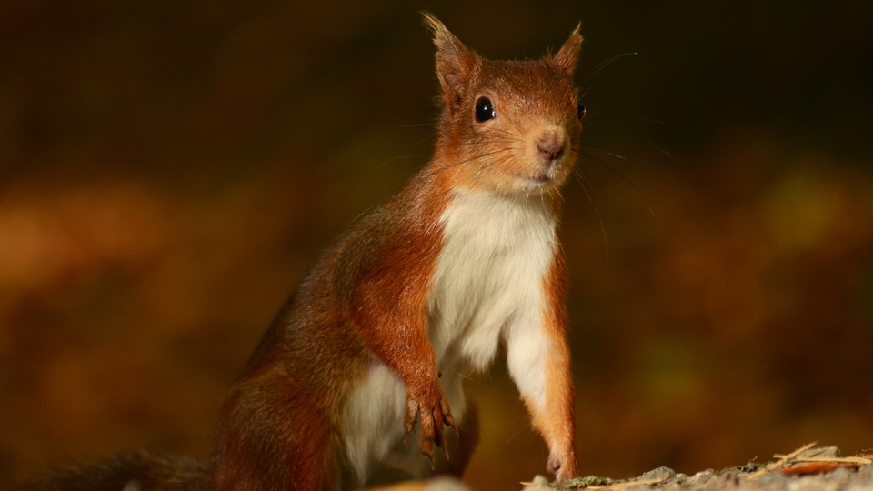 可爱小松鼠姿势摄影4k壁纸壁纸(动物静态壁纸) - 静态壁纸下载 - 元气