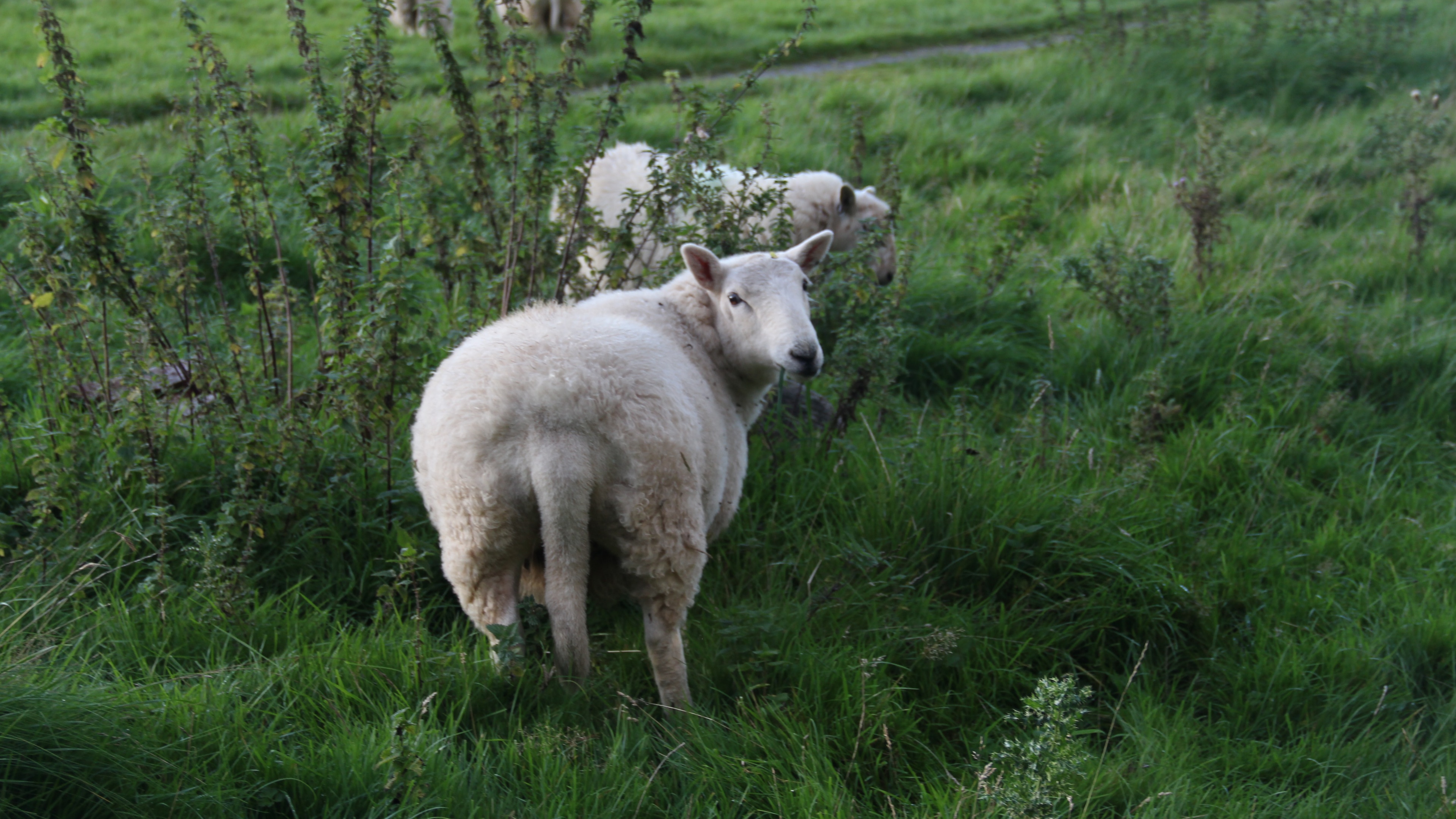 羊壁纸 3 动物静态壁纸 静态壁纸下载 元气壁纸