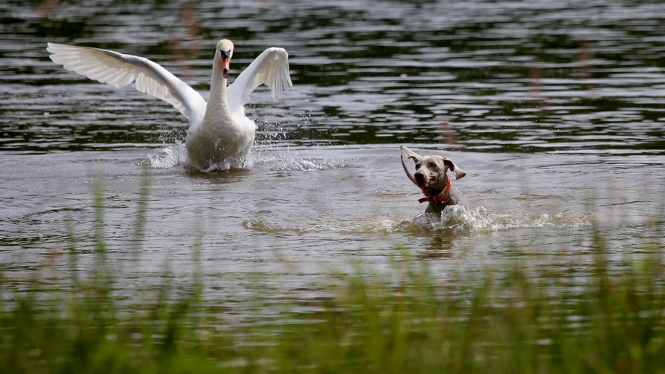 鸟 狗 Birds Images壁纸