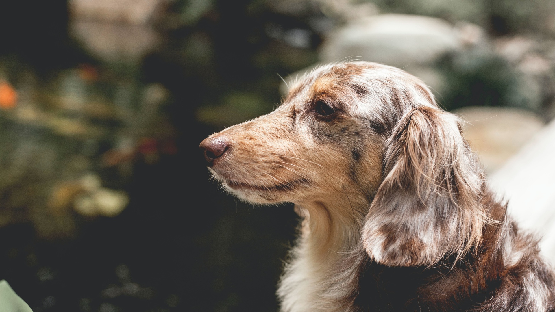 狗pet壁纸【42】狗壁纸图片_桌面壁纸图片_壁纸下载-元气壁纸