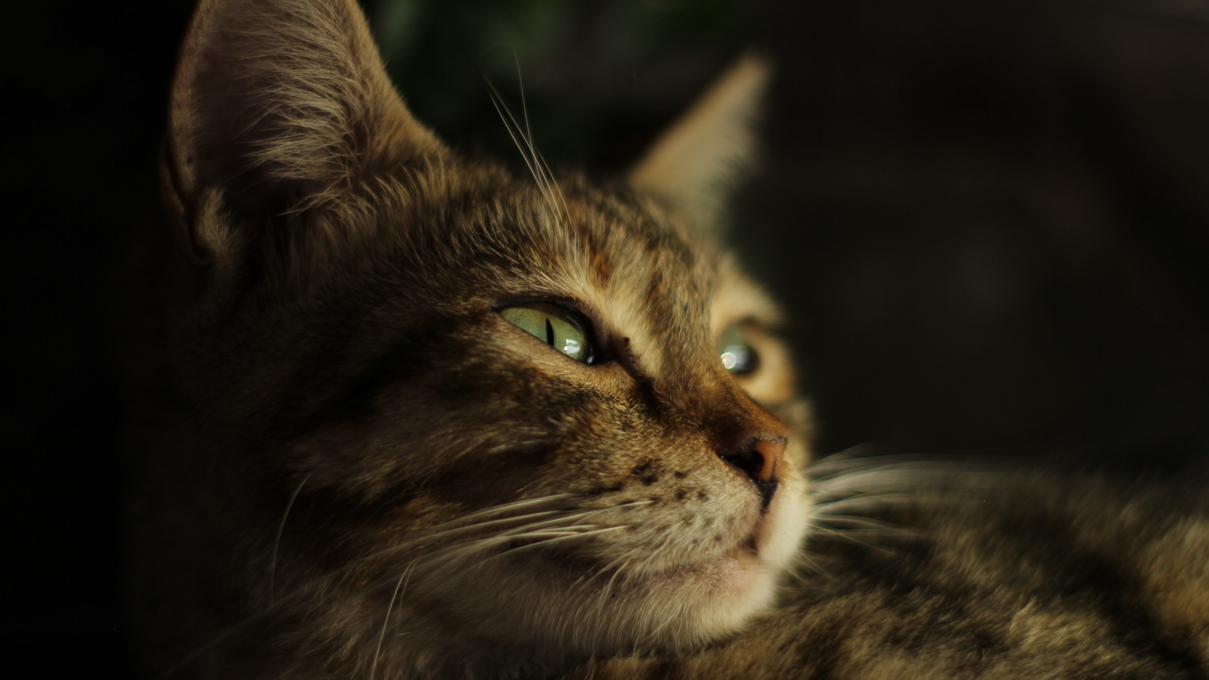 34m上传时间:2020-06-16壁纸标签:猫4k壁纸封面图猫壁纸【235】壁纸于