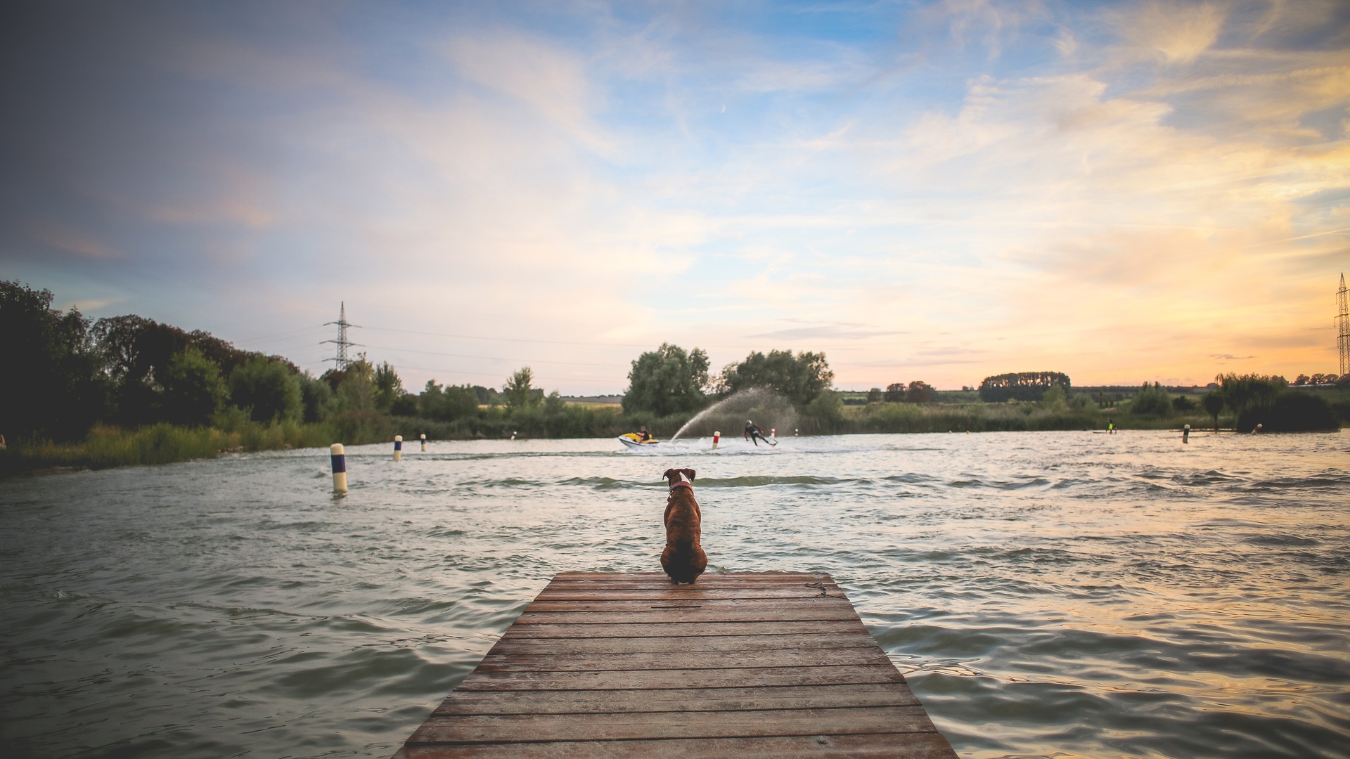 河边码头狗等待4k壁纸壁纸