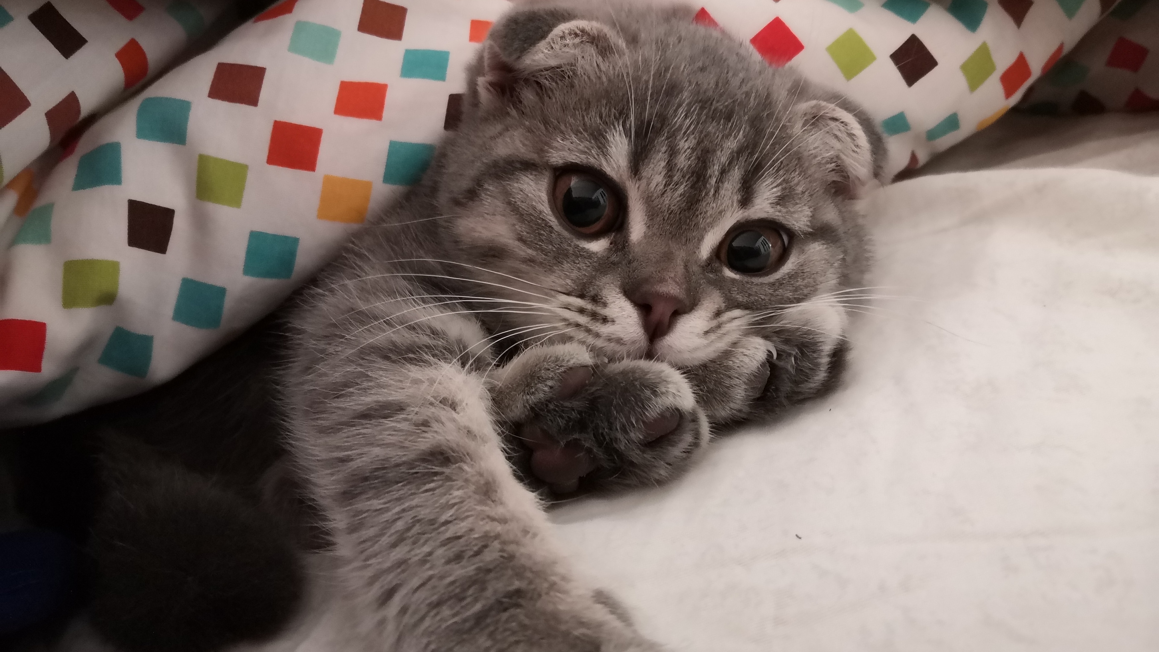 2020-06-16壁纸标签:猫4k壁纸封面图猫壁纸【204】壁纸于2020-06-16