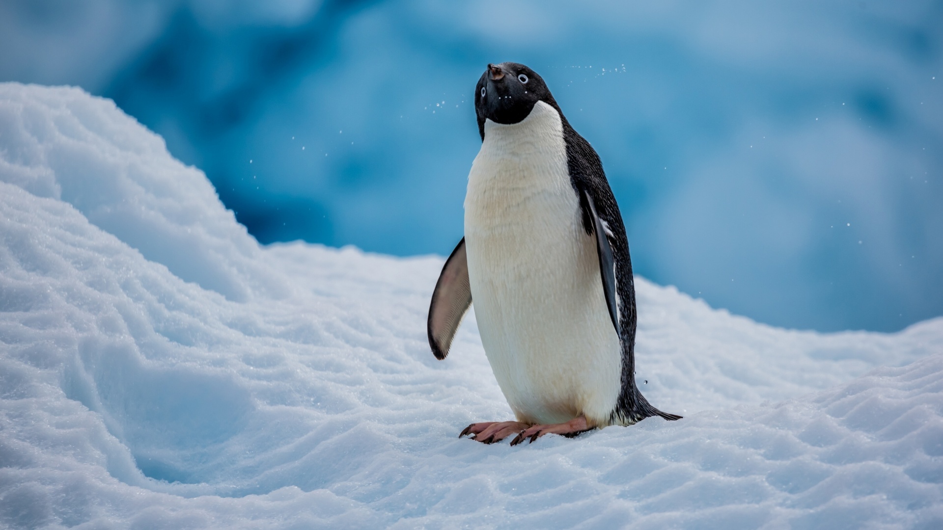 站在海洋中间冰块上的一只企鹅_素材公社