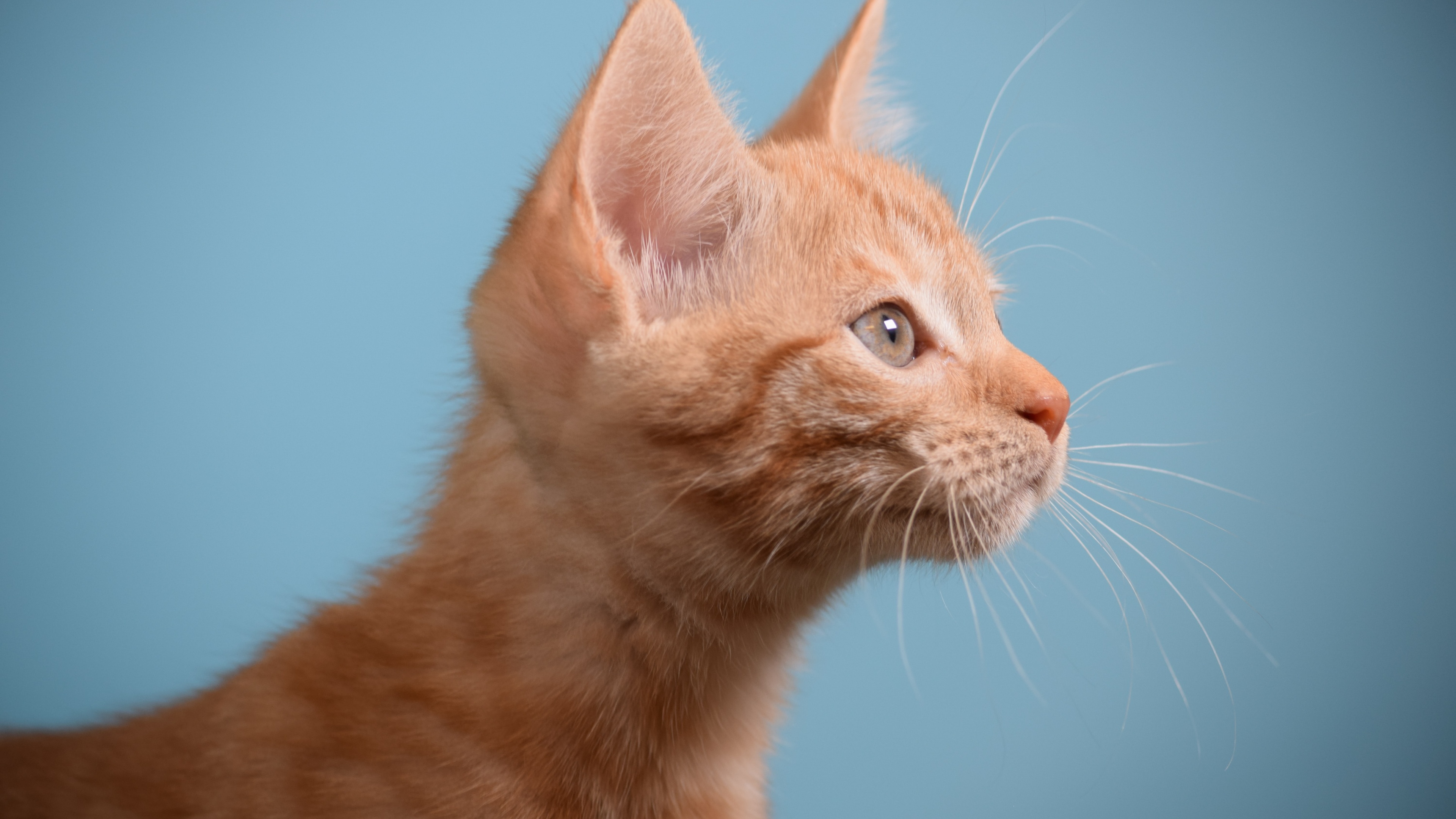 下载高清原图安装元气桌面,海量壁纸一键设置尺寸:3840x2160体积:1.