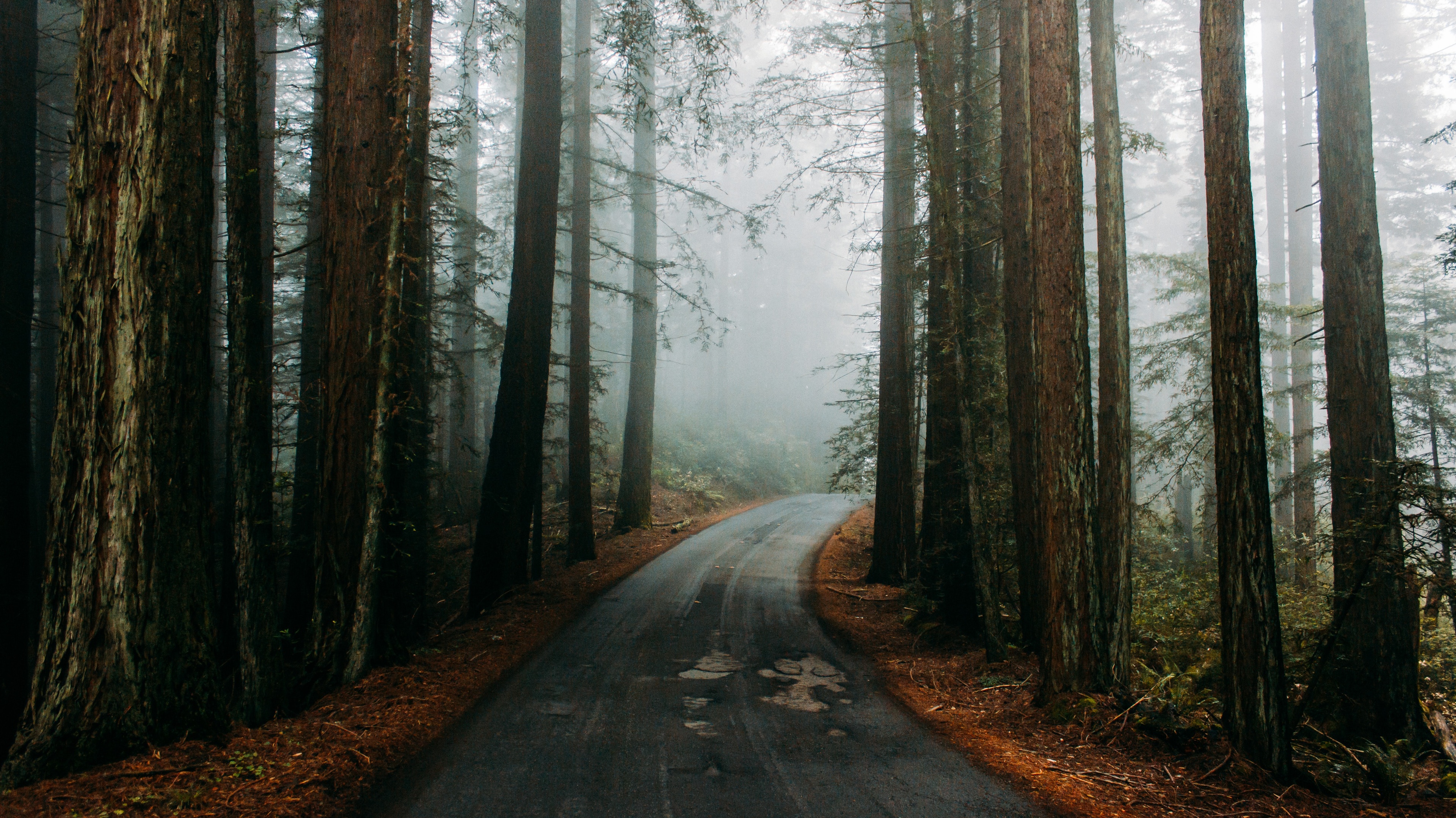 森林 公路壁纸(风景静态壁纸) - 静态壁纸下载 - 元气壁纸