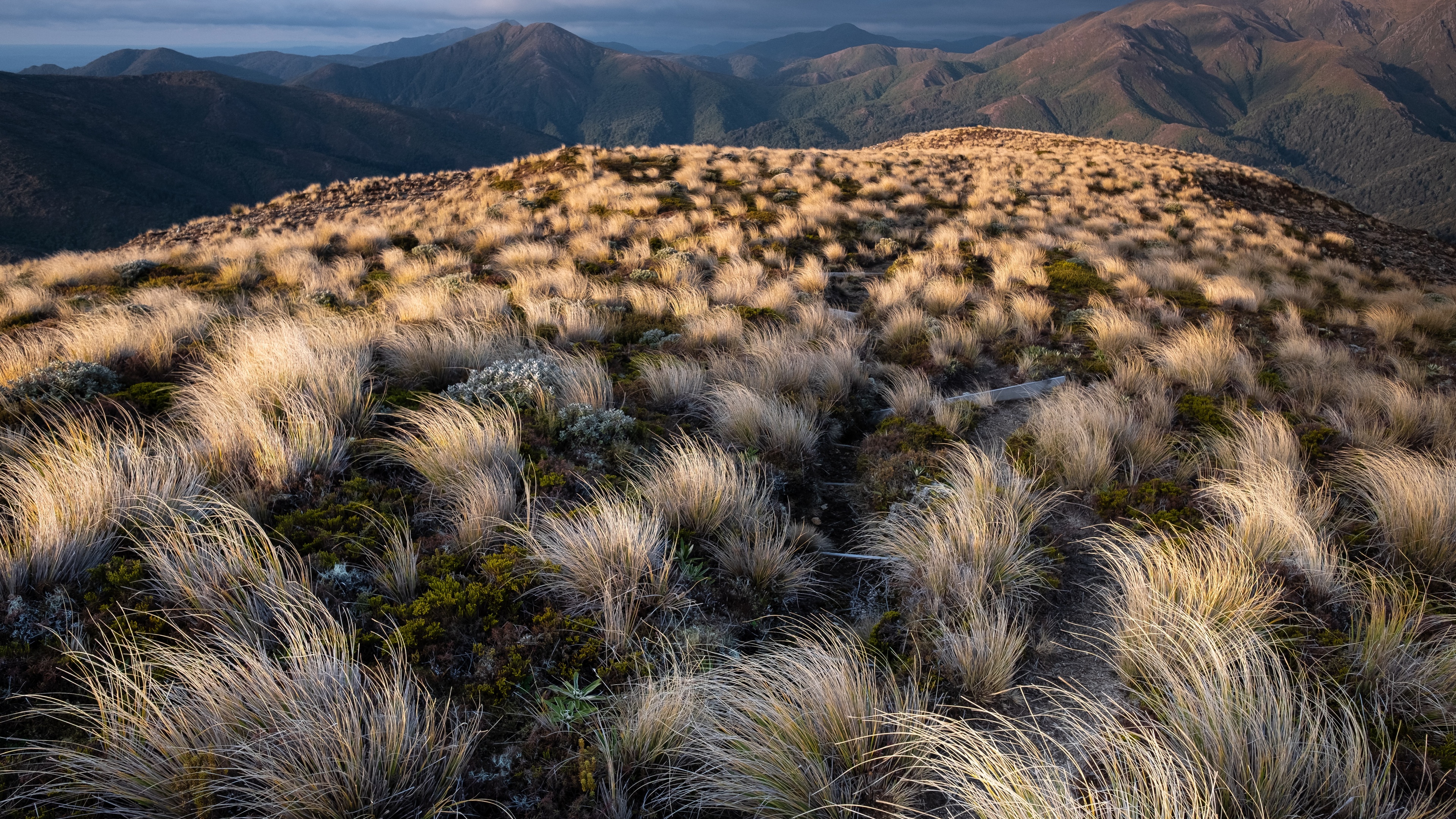植物grassbackgrounds壁纸1