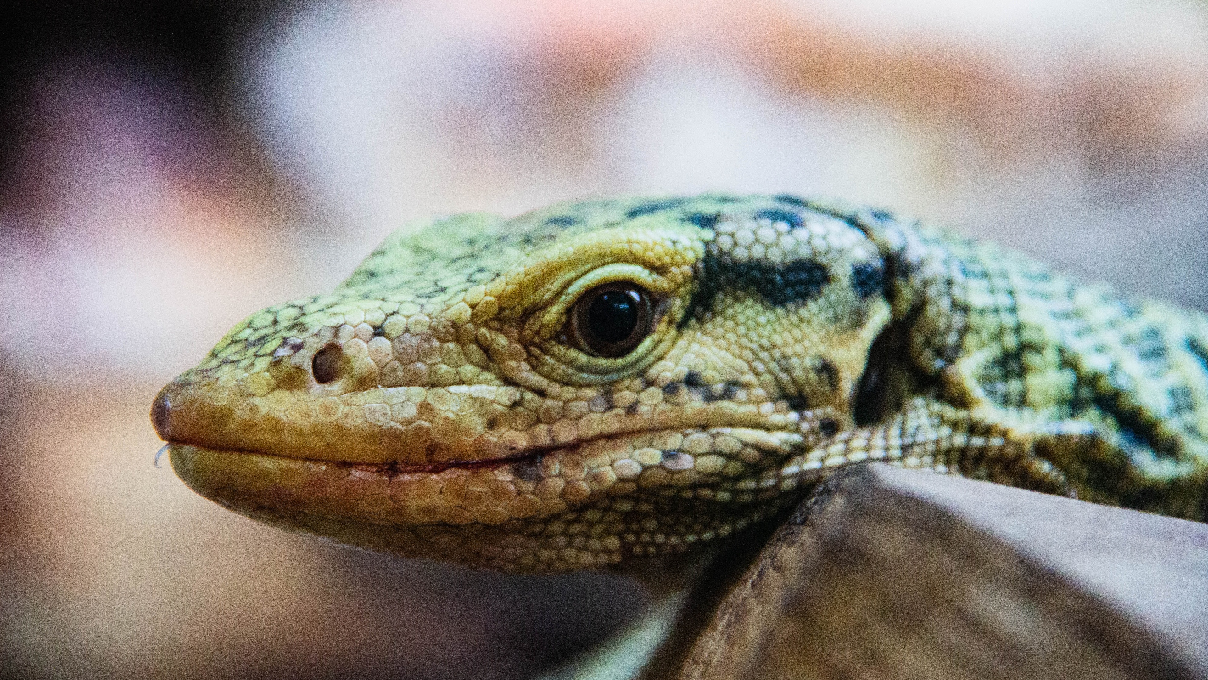 蜥蜴壁纸【169】(动物静态壁纸) - 静态壁纸下载 - 元气壁纸