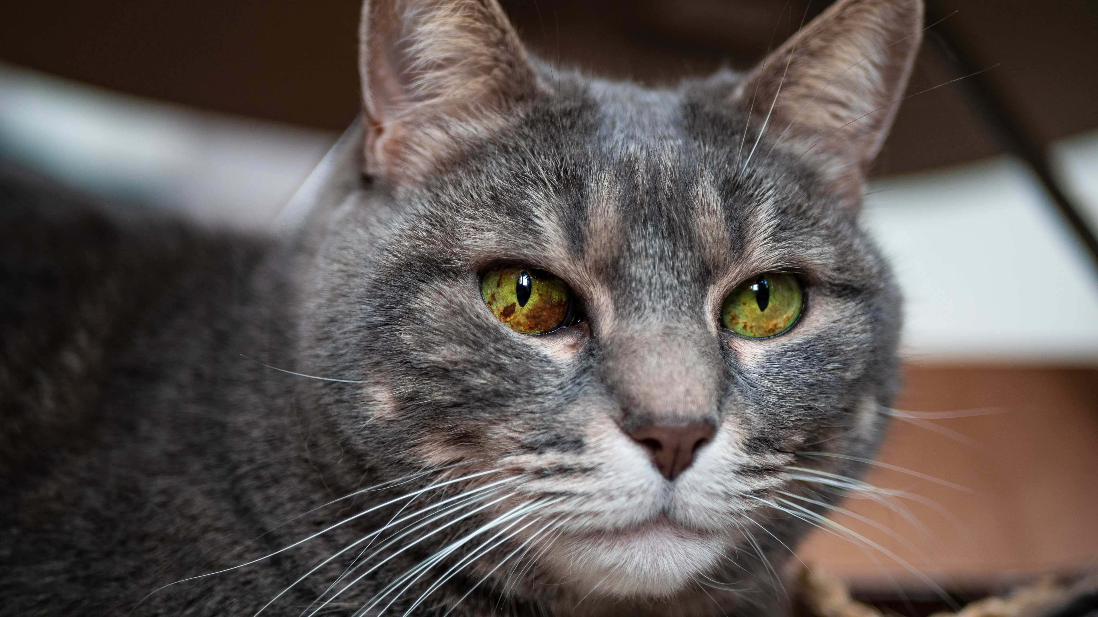 猫壁纸【482】(动物静态壁纸) - 静态壁纸下载 - 元气壁纸