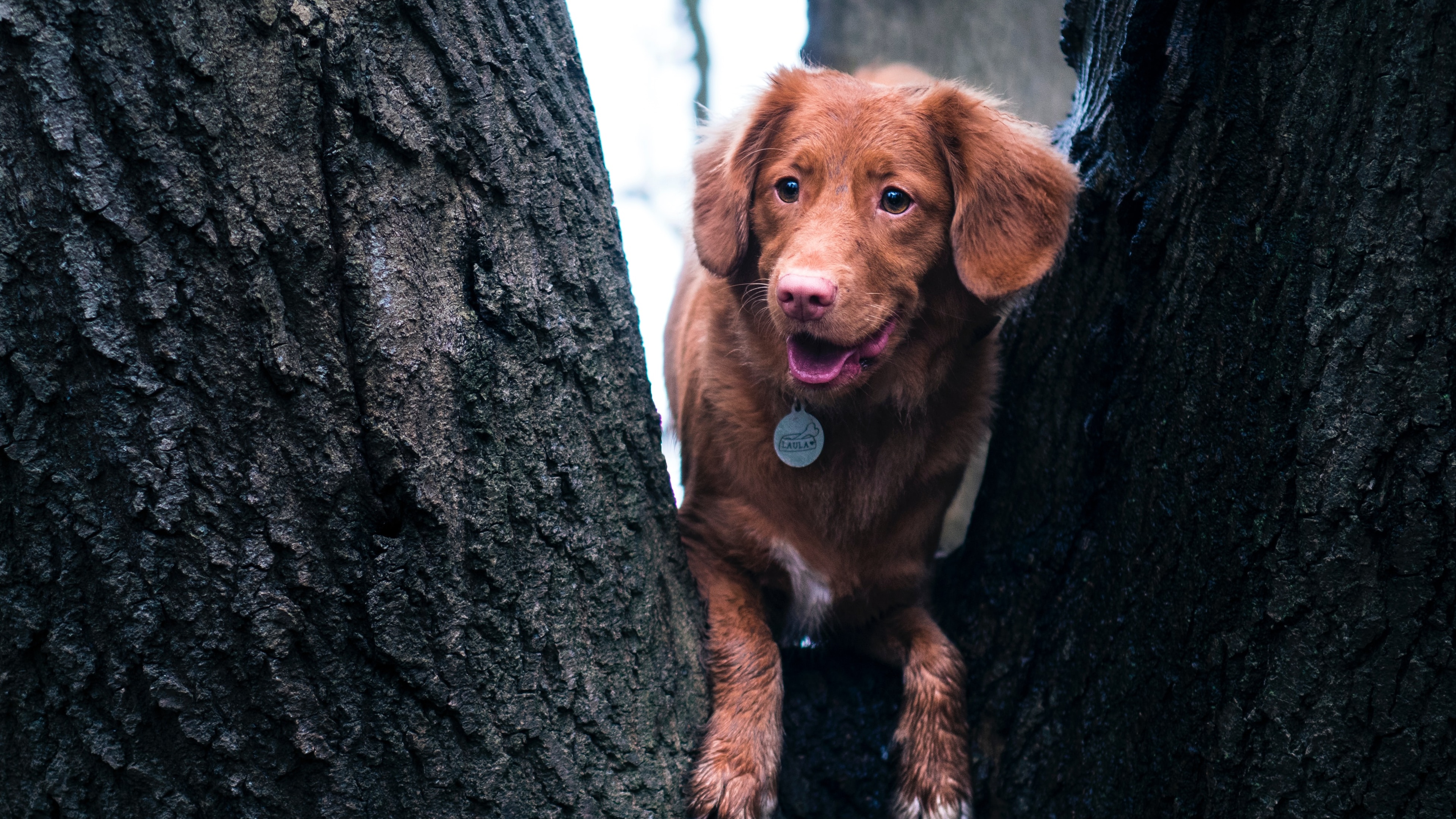于2020-06-16上传元气壁纸平台,狗壁纸【1358】壁纸是一款电脑壁纸