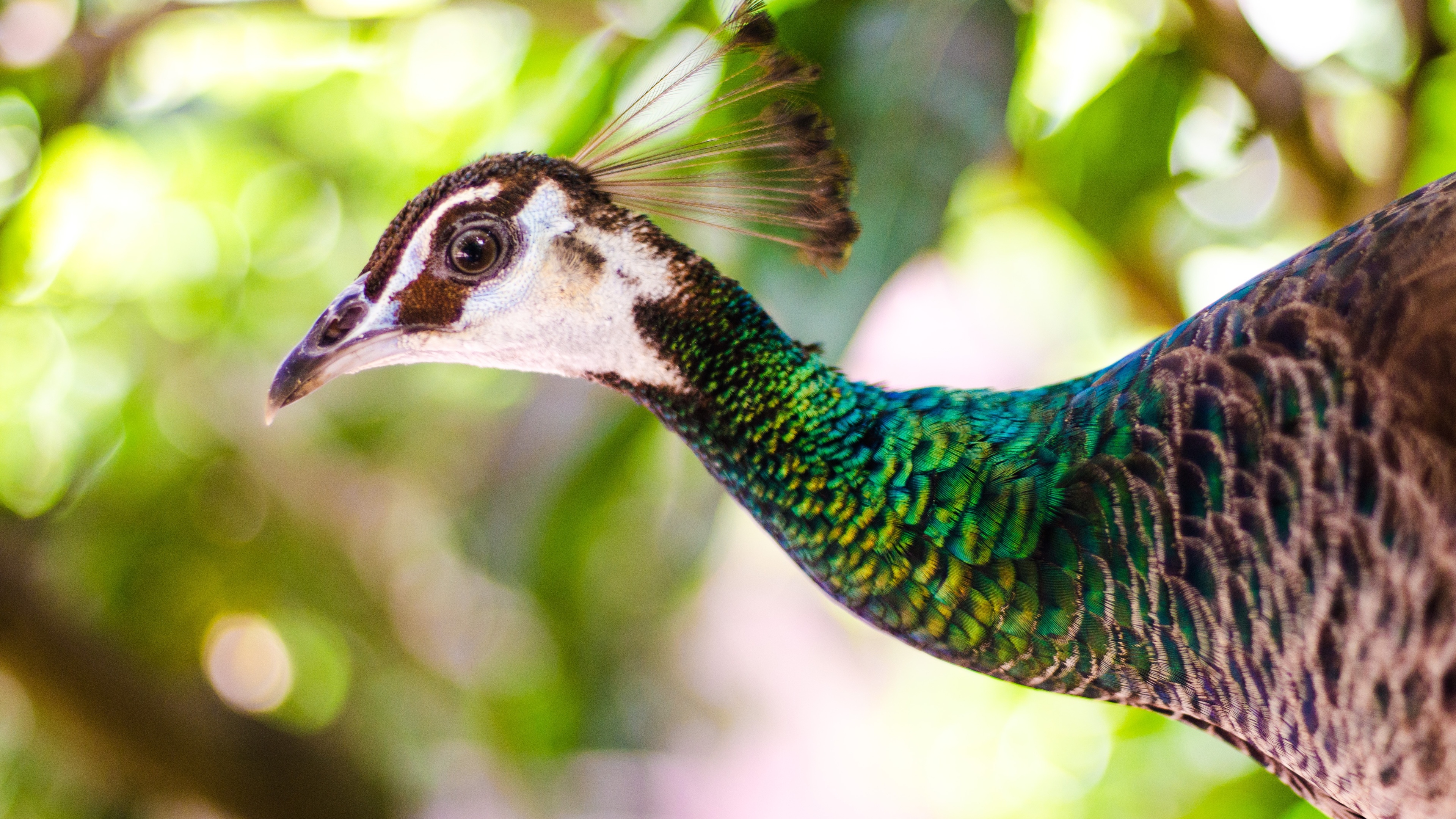 孔雀 丰富多彩的羽毛 动物园 鸟 4k壁纸壁纸