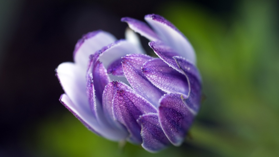 非洲雏菊花5k图片壁纸