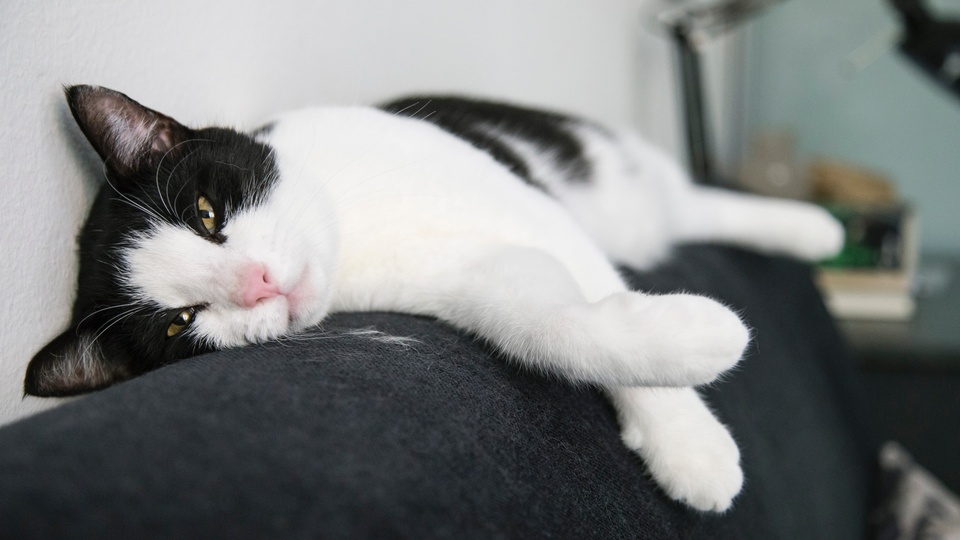 猫 pet壁纸【123】(动物静态壁纸) - 静态壁纸下载 - 元气壁纸