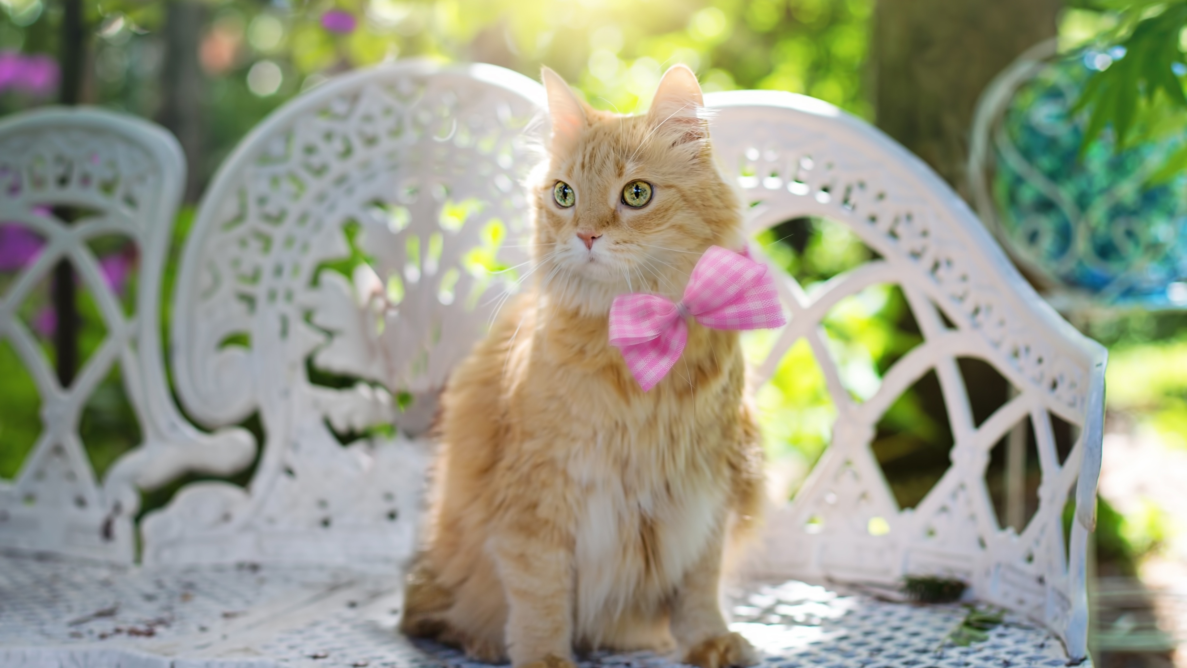 猫蝴蝶结夏天阳光壁纸