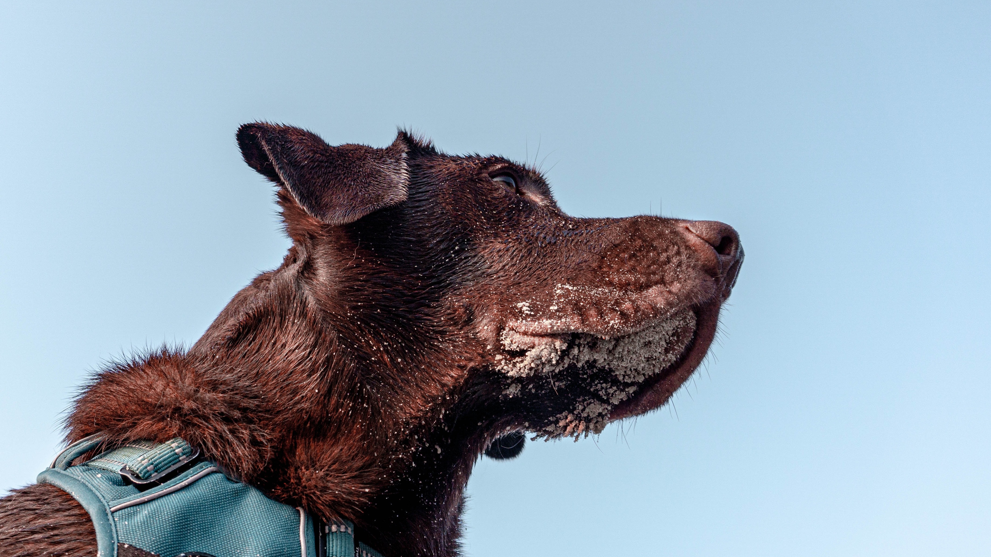 2020-06-16壁纸标签:狗4k壁纸封面图狗壁纸【1247】壁纸于2020-06-16