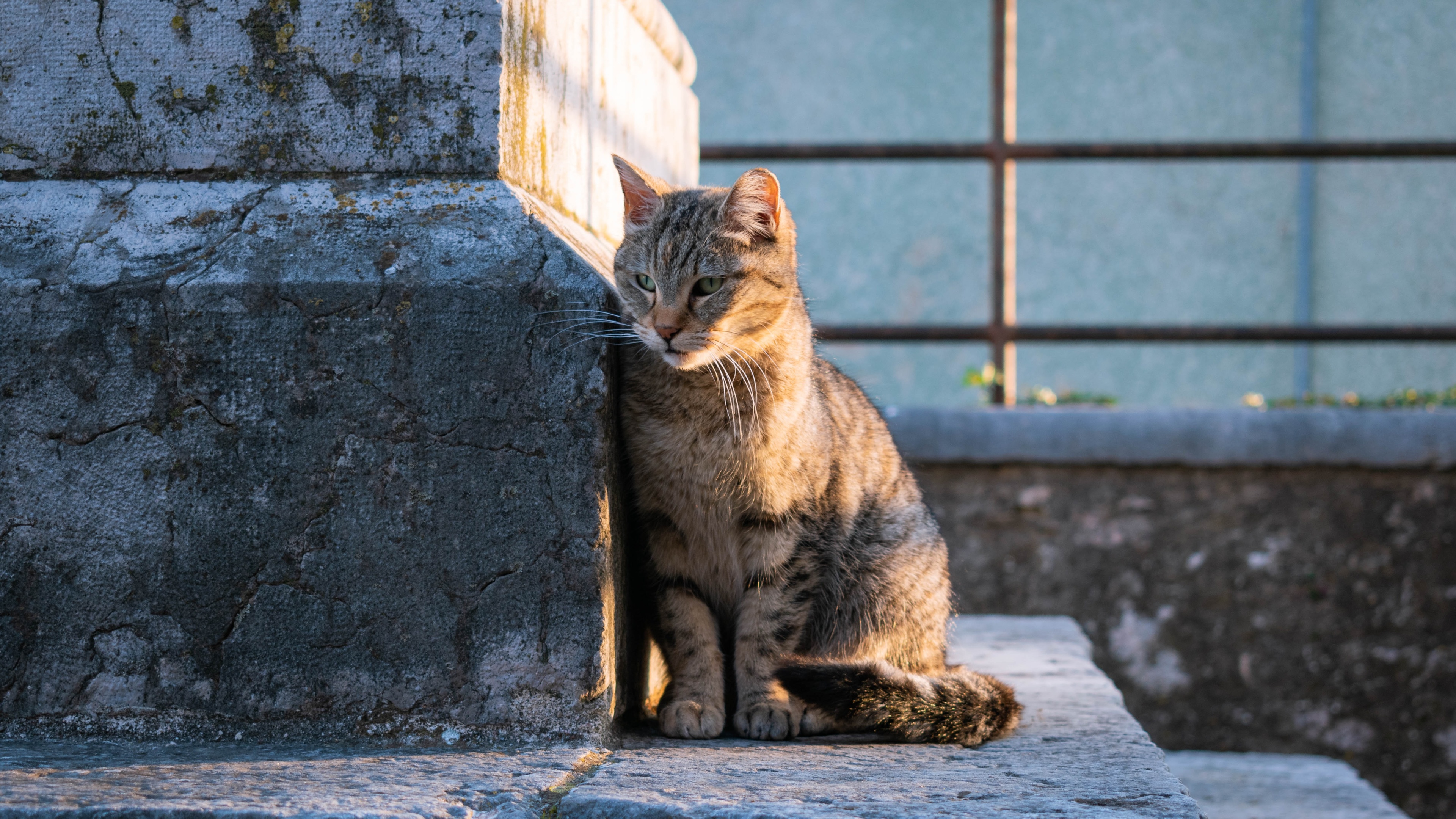 猫壁纸【647】(动物静态壁纸) - 静态壁纸下载 - 元气壁纸