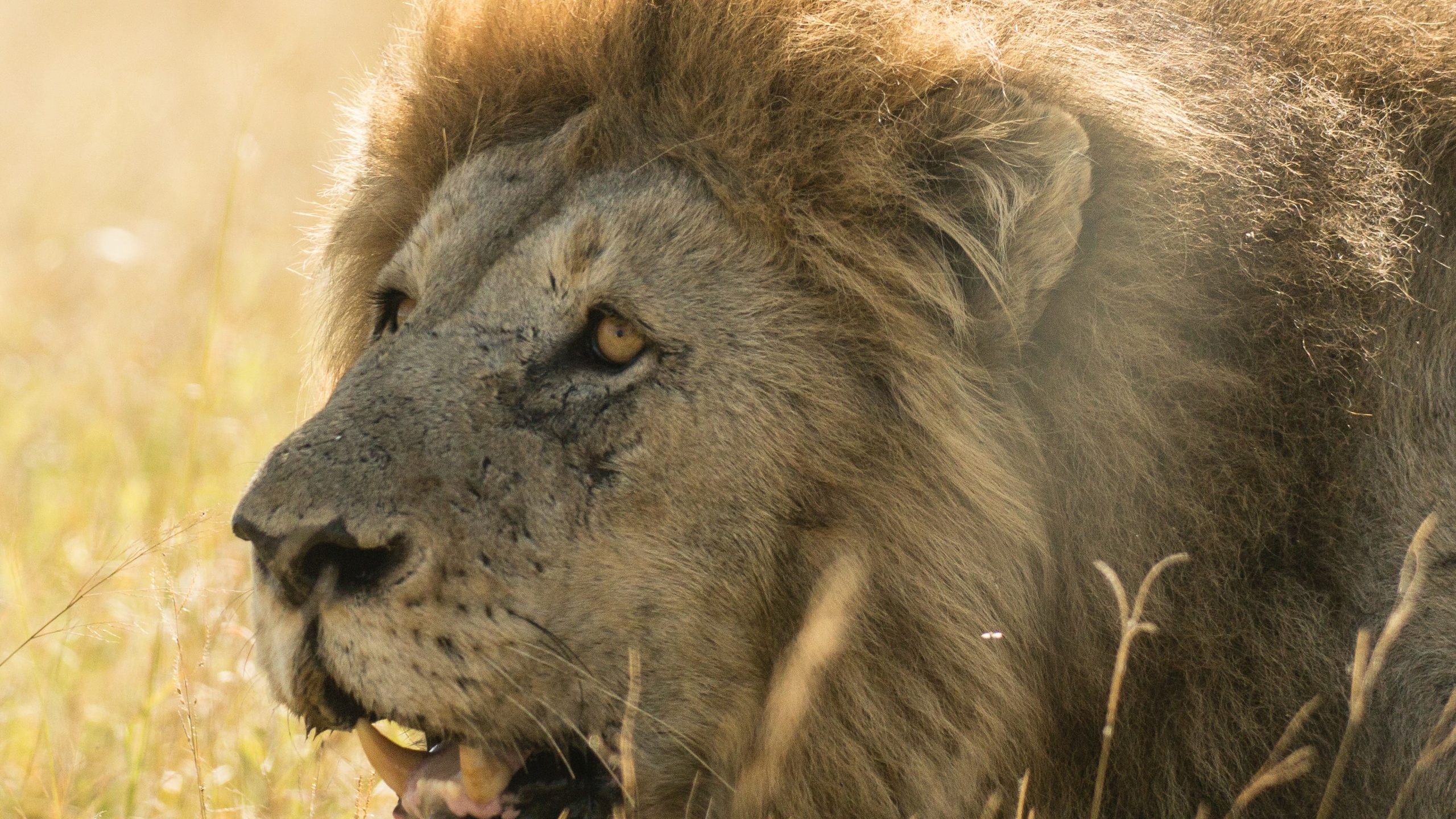 马赛马拉国家保护区里的非洲狮，肯尼亚 (© Daniel J Cox/Getty Images)