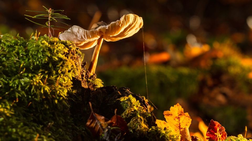 蘑菇 苔藓 树菌 4k图片壁纸
