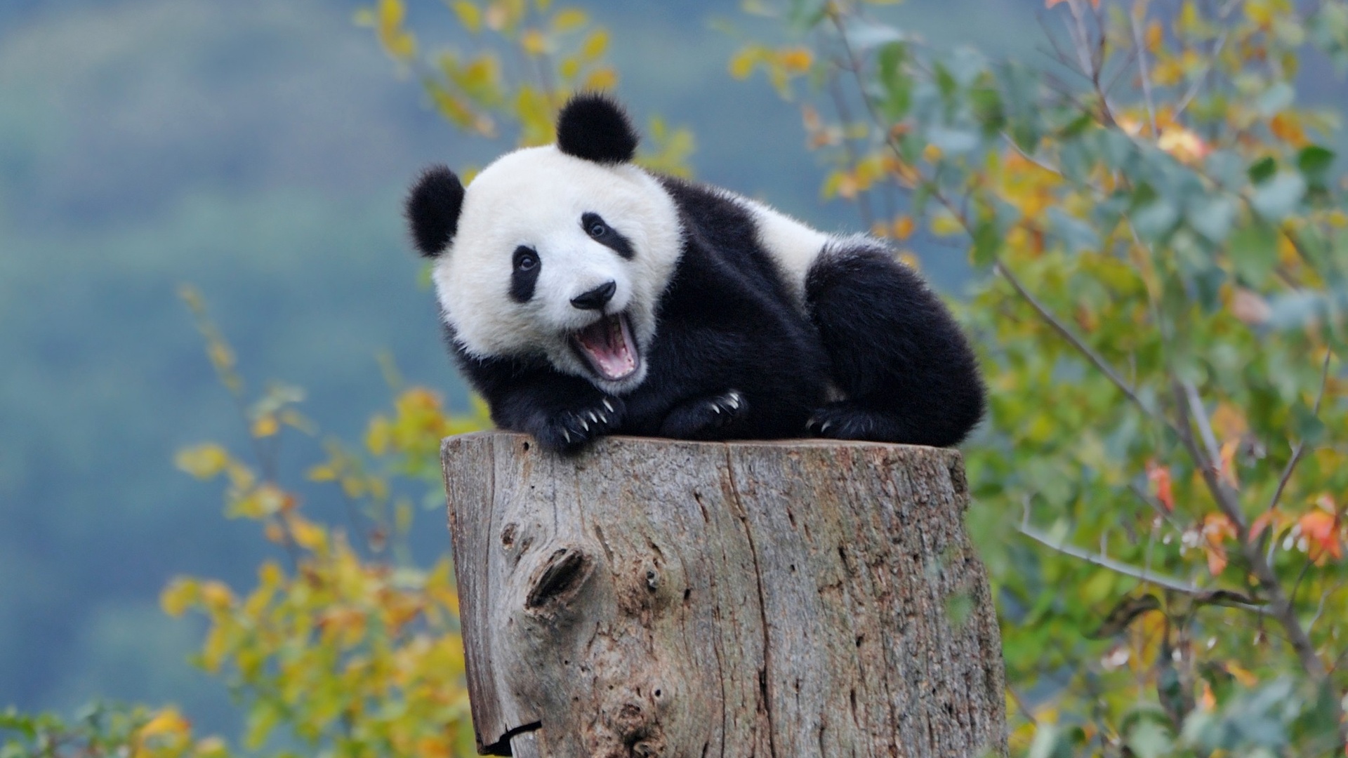 熊猫壁纸【47】壁纸是一款电脑壁纸,属于动物分类,熊猫