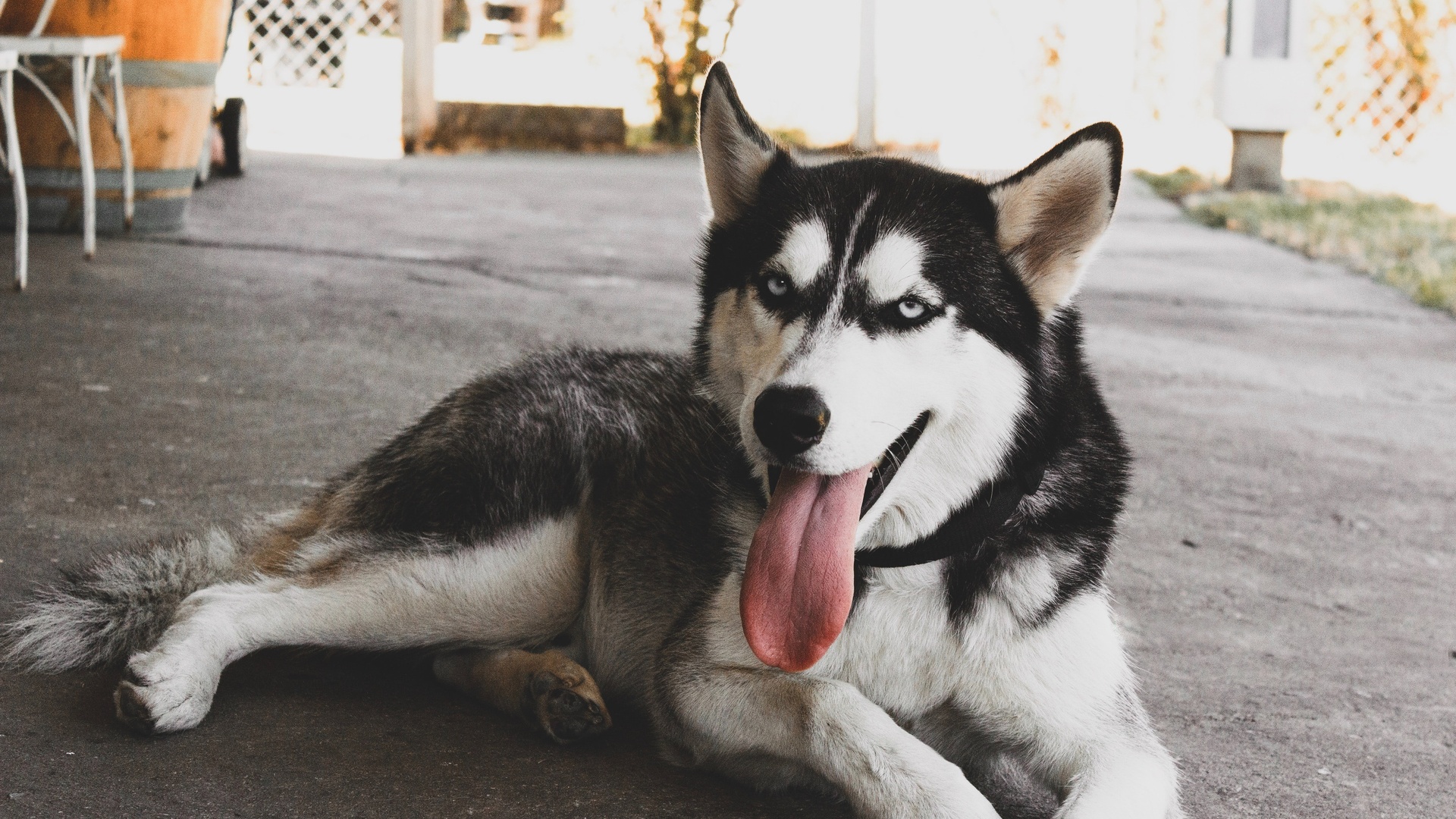 狗壁纸【811】狗壁纸图片_桌面壁纸图片_壁纸下载-元气壁纸