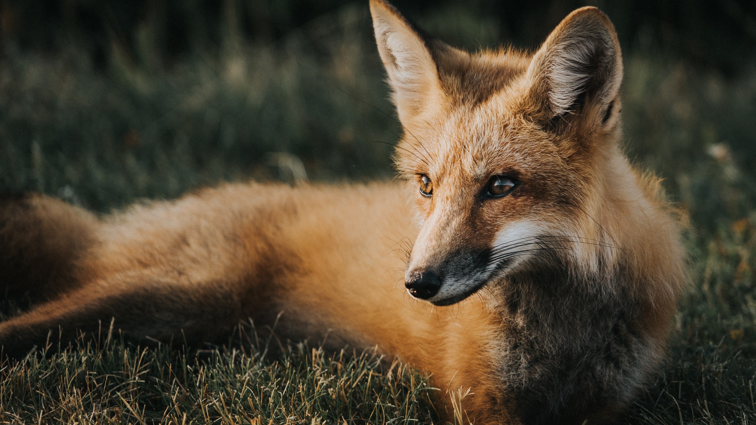 狐狸arcticfox壁纸13