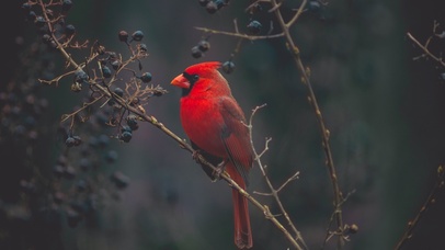 热门鸟桌面壁纸图片 热门壁纸下载 元气壁纸