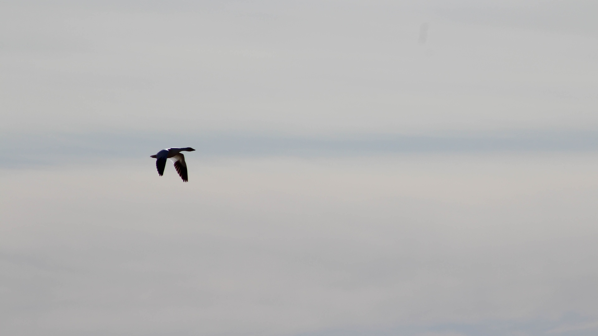 鸟壁纸 467 鸟壁纸图片 桌面壁纸图片 壁纸下载 元气壁纸