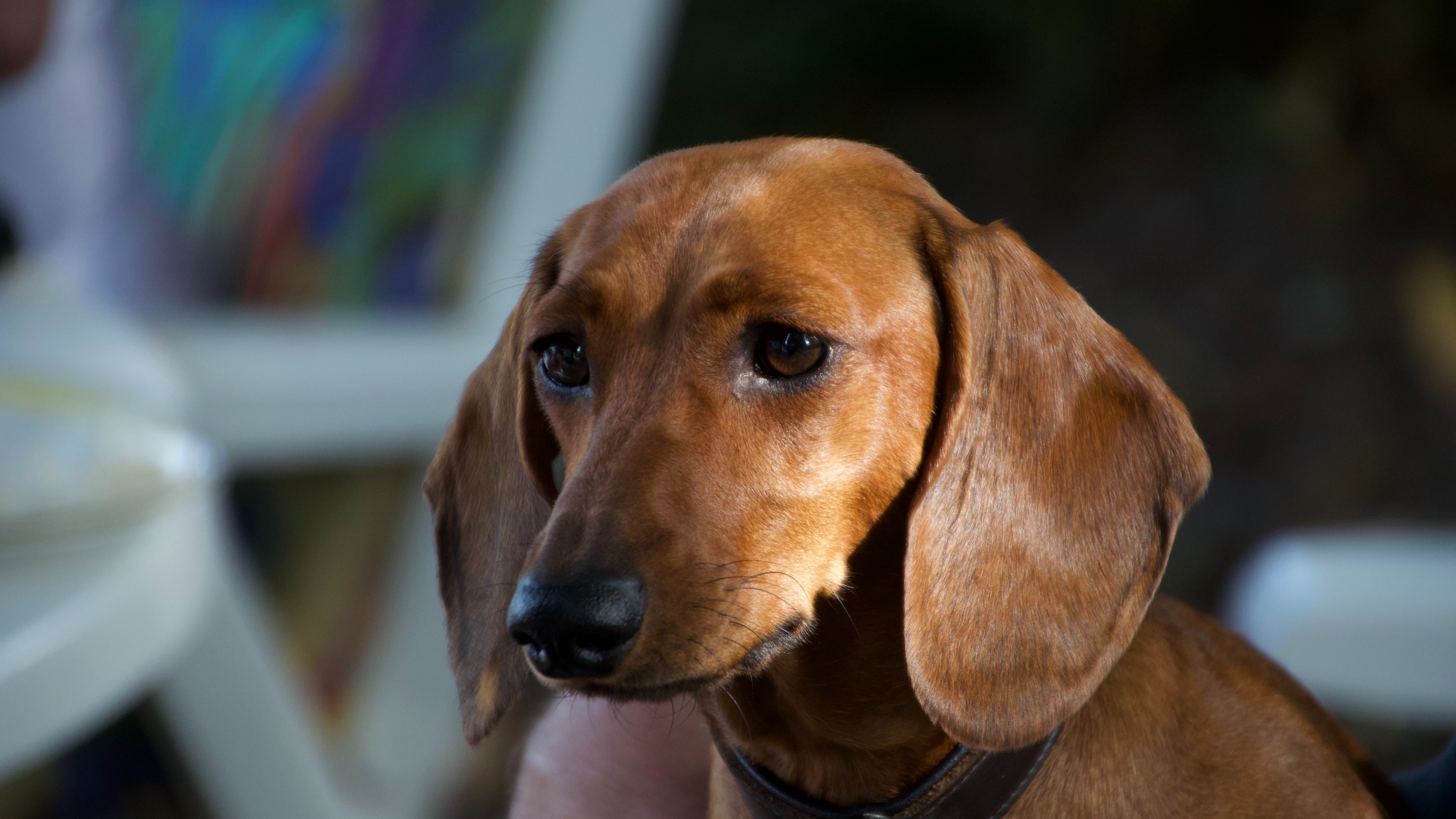 84m上传时间:2020-06-16壁纸标签:狗4k壁纸封面图狗壁纸【1522】壁纸