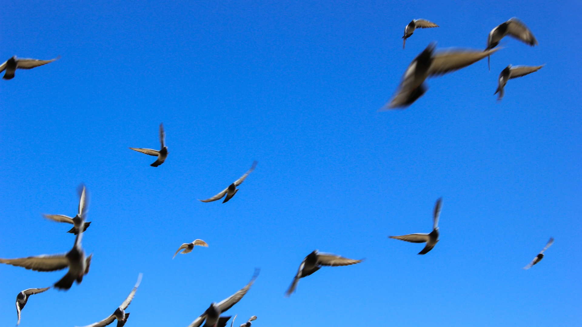 鸟壁纸 9 鸟壁纸图片 桌面壁纸图片 壁纸下载 元气壁纸