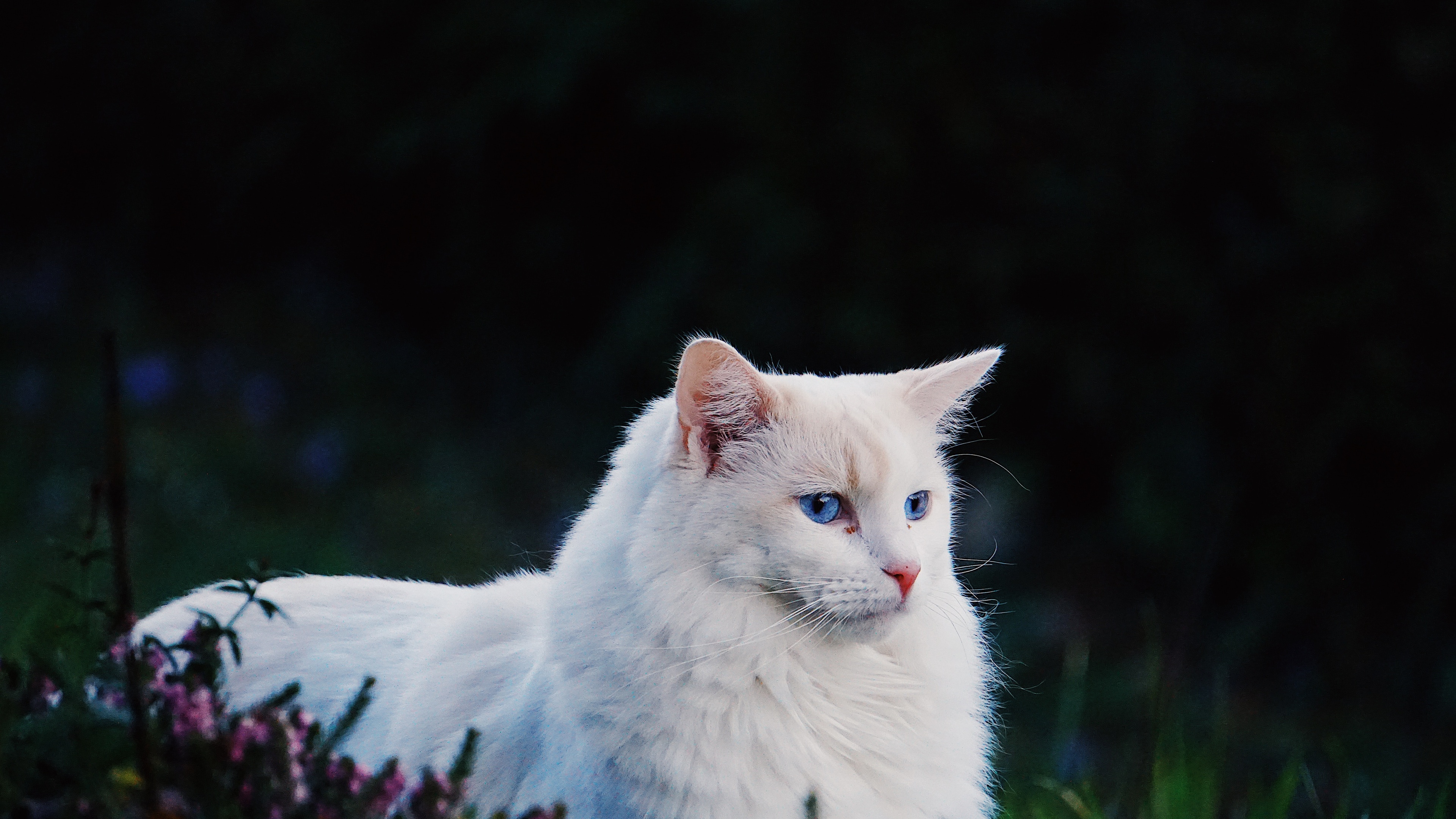 猫壁纸【1185】(动物静态壁纸) - 静态壁纸下载 - 元气壁纸