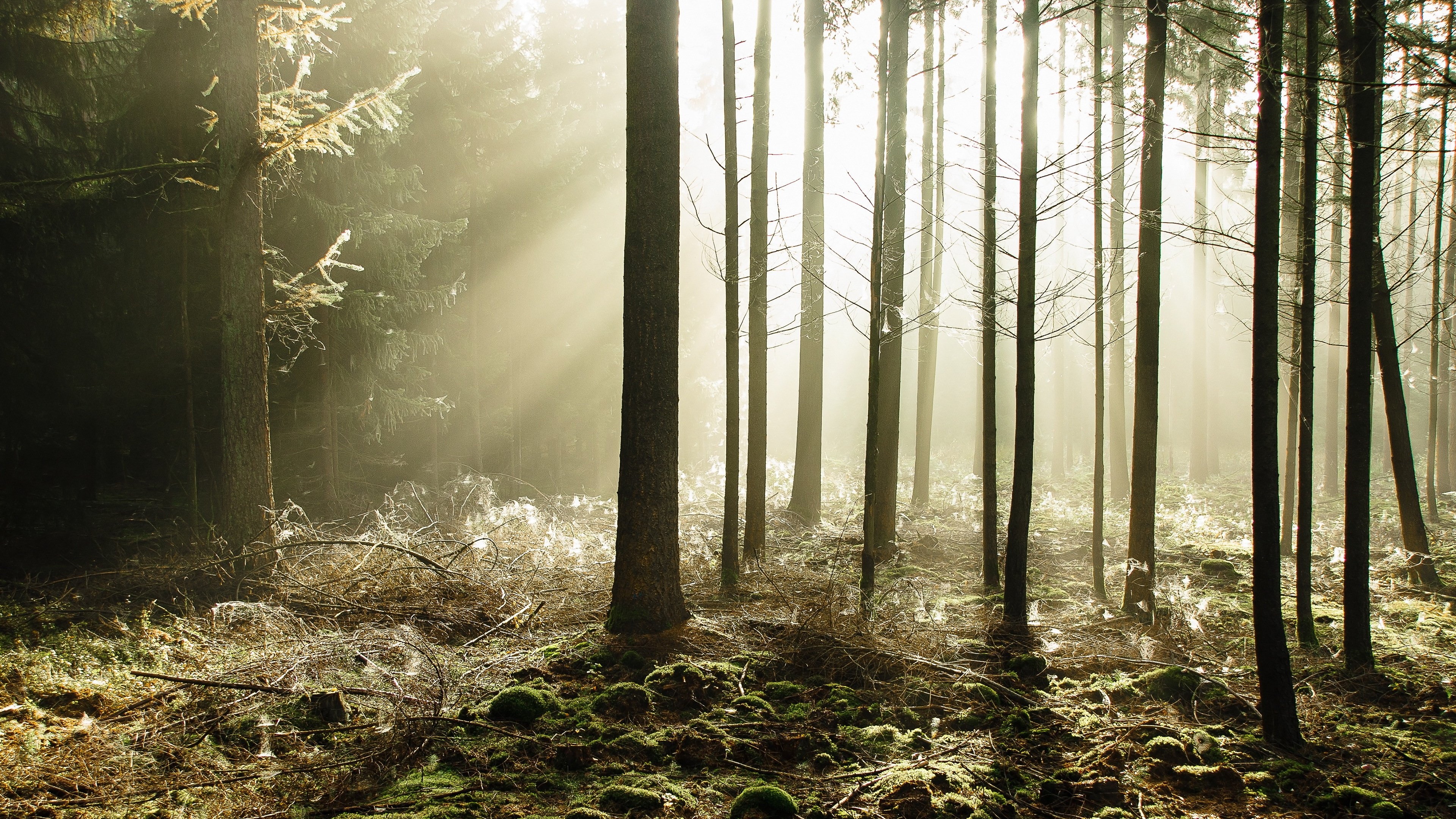 树林阳光4k专区壁纸