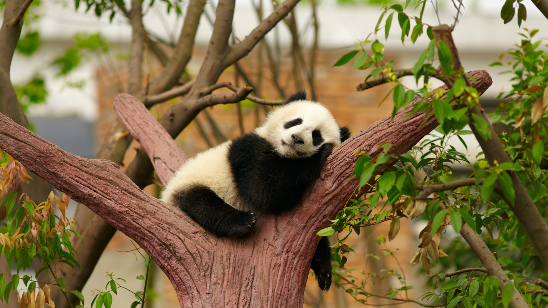 趴在红褐色仿真树杈上熟睡的大熊猫幼崽，身后是鲜绿虚化的林间树荫背景。